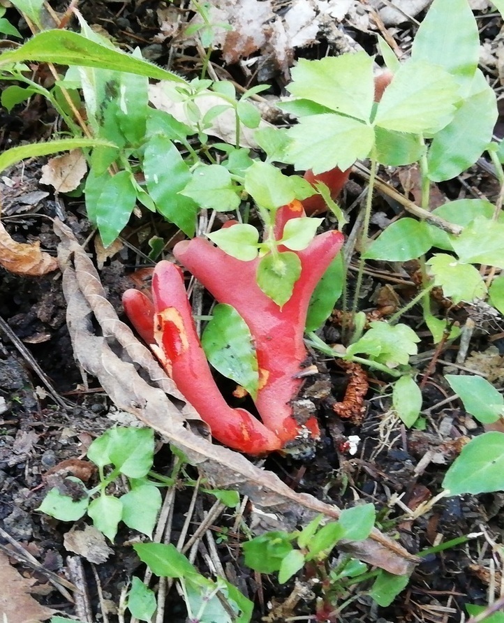 猛毒きのこ「カエンタケ」の画像