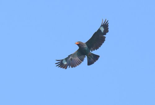 【国指定天然記念物】身延町ブッポウソウ繁殖地の画像