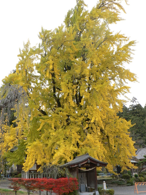 【国指定天然記念物】本国寺のオハツキイチョウの画像