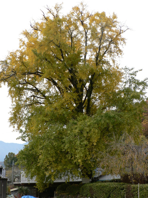 【国指定天然記念物】八木沢のオハツキイチョウの画像