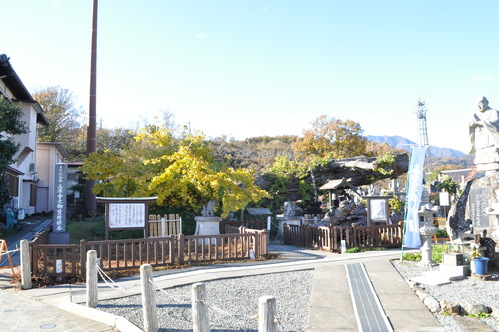 【国指定天然記念物】上沢寺のオハツキイチョウの画像