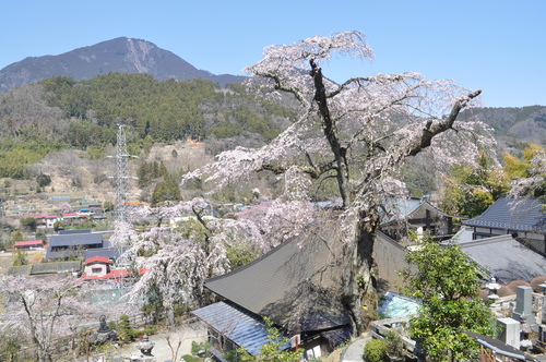 【県指定天然記念物】鏡円坊のサクラの画像