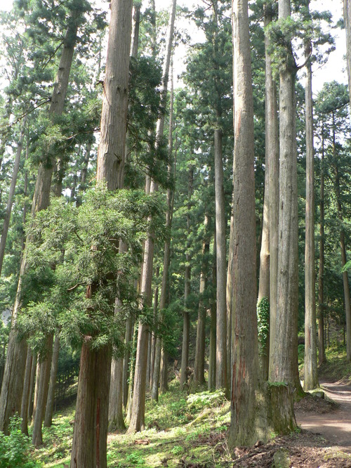 【県指定天然記念物】身延山の千本スギの画像