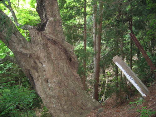 【県指定天然記念物】樋之上のタカオモミジの画像