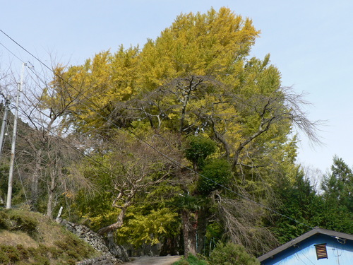 【県指定天然記念物】本妙寺のイチョウの画像