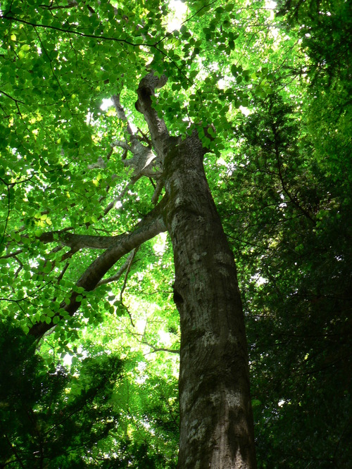  【県指定天然記念物】樋之上のヤマボウシの画像