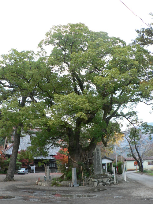 【県指定文化財】本遠寺の大クスノキの画像