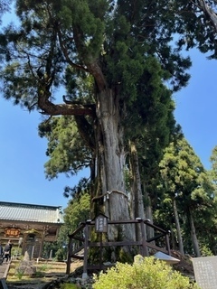  【町指定史跡】日蓮聖人お手植の杉の画像