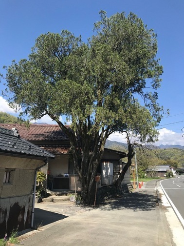  【町指定天然記念物】下田原のコノテガシワの画像