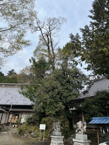  【町指定天然記念物】ケヤキの画像