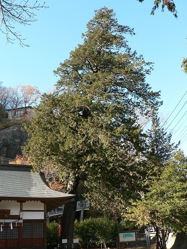  【町指定天然記念物】諏訪神社のヒノキの画像