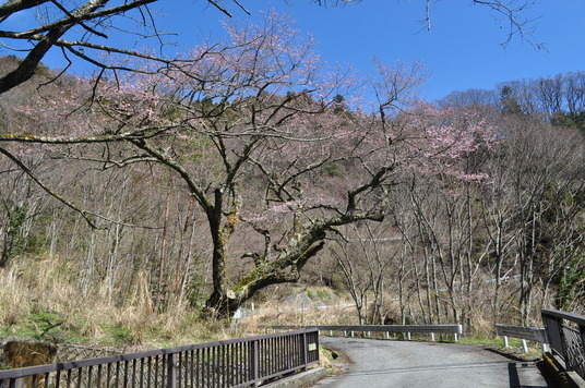 【町指定天然記念物】滝の大サクラの画像