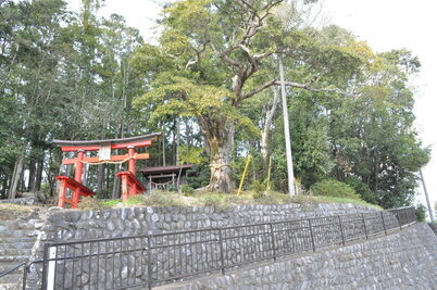 【町指定天然記念物】神の平のタブノキの画像