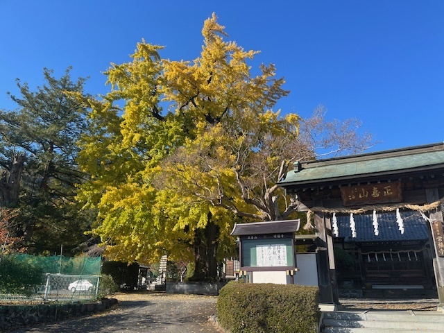 【町指定天然記念物】常福寺のオハツキイチョウの画像