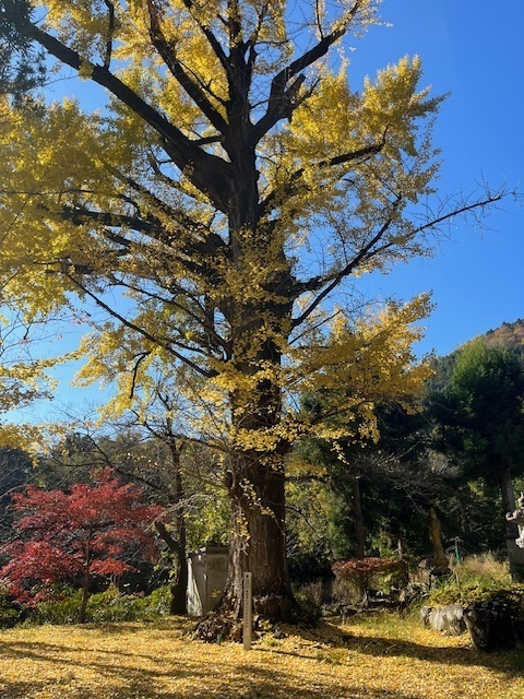  【町指定天然記念物】長谷寺のオハツキイチョウの画像