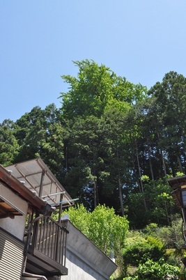 【町指定天然記念物】山田屋裏のオハツキイチョウの画像