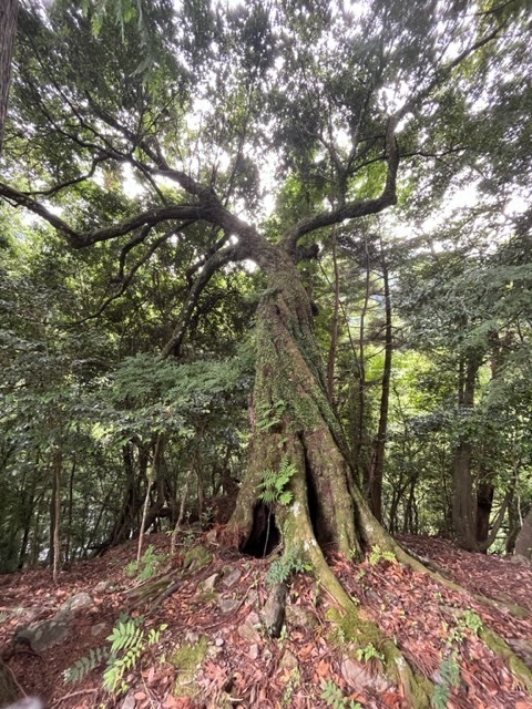 【町指定天然記念物】湯平のツクバネガシの画像