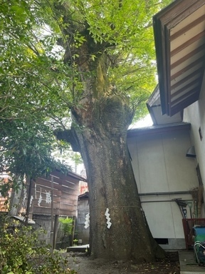 【町指定天然記念物】若宮八幡神社の大ケヤキの画像