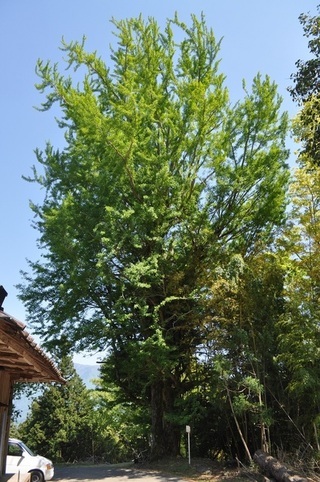 【町指定天然記念物】妙光寺のオハツキイチョウの画像