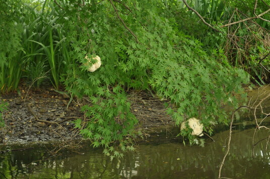  【町指定天然記念物】モリアオガエルの画像