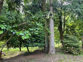 【町指定天然記念物】一宮の榊の群落の画像