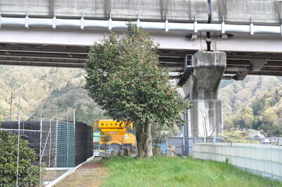 【町指定天然記念物】波木井のヤブツバキの画像