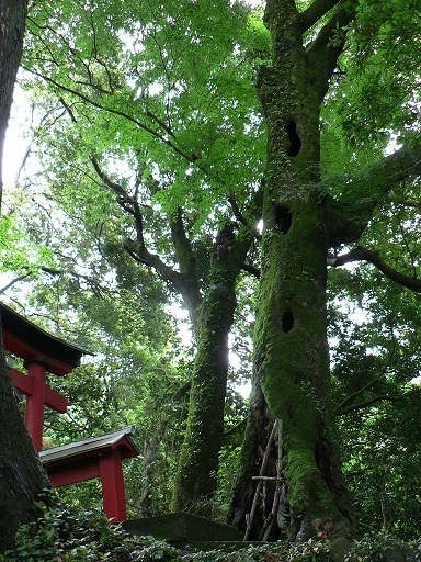  【町指定天然記念物】湯之奥群生ウラジロガシの画像