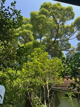 【町指定天然記念物】一色のクスノキの画像