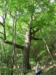 【町指定天然記念物】八坂のミズナラの画像