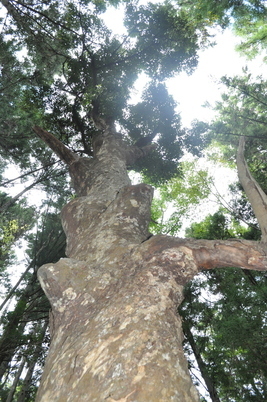 【町指定天然記念物】北清子のニッケイの画像