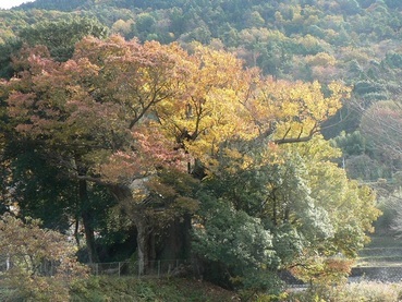 【町指定天然記念物】常葉日光社大ケヤキの画像