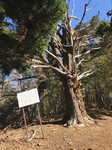 【町指定天然記念物】地蔵峠の大ツガの画像