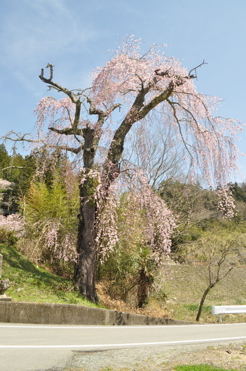 【町指定天然記念物】イトザクラの画像