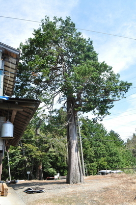 【町指定天然記念物】ヒムロの画像