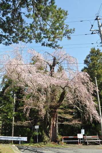 【町指定天然記念物】イトザクラの画像