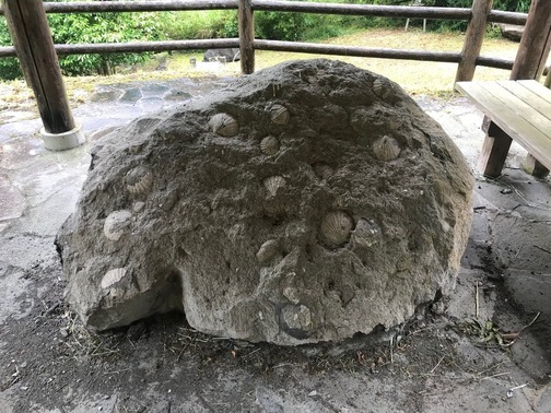 【町指定天然記念物】化石の画像