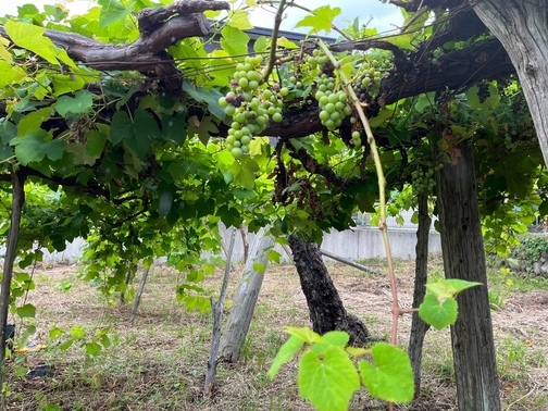 【町指定天然記念物】下山大工町のブドウの画像