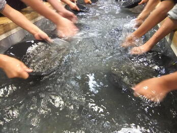 じゃあ「砂金掘り大会」ってなんでしょう？の画像