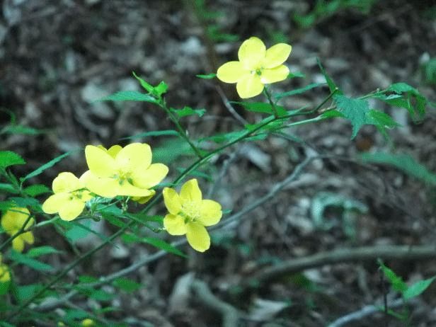 4月9日(木曜日)の画像