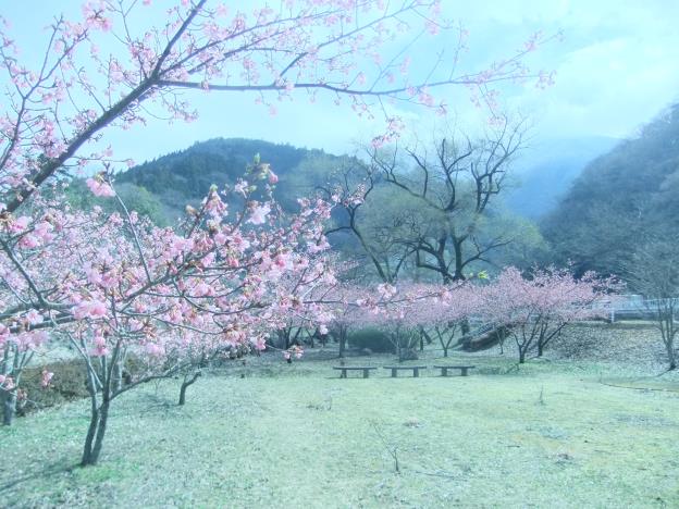 3月12日(土曜日）の画像1