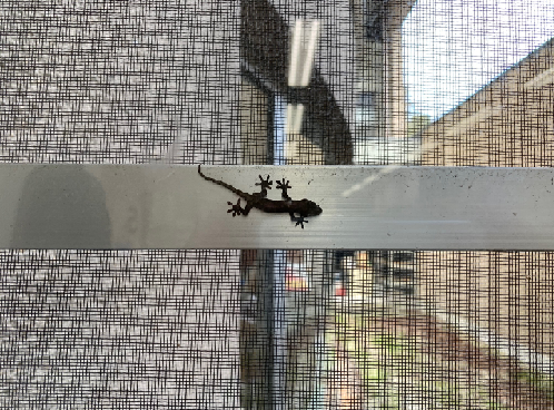 4月12日（日曜日​）(2)の画像