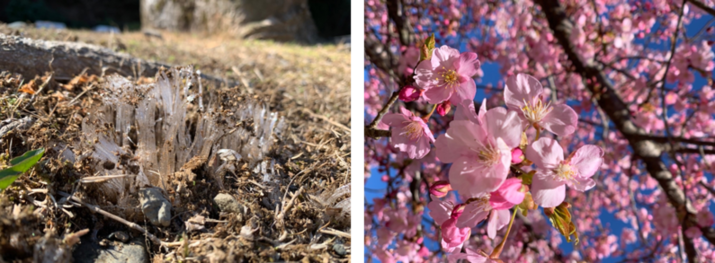 3月11日（月曜日​）の画像1