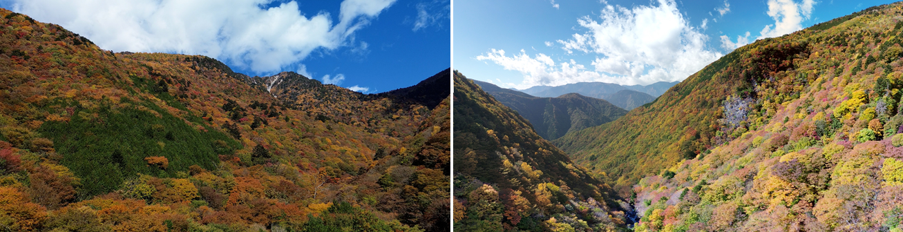 11月14日（金曜日​）の画像