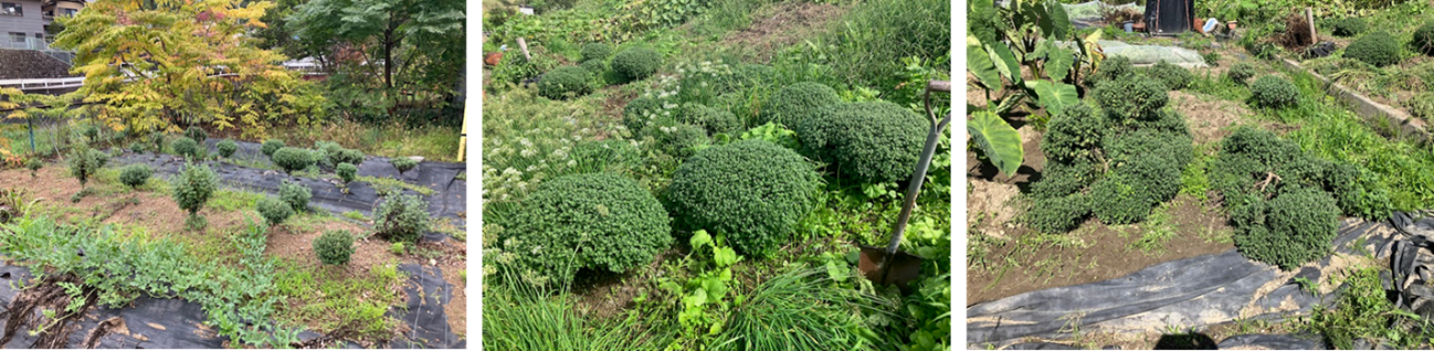 10月9日（木曜日）の画像2