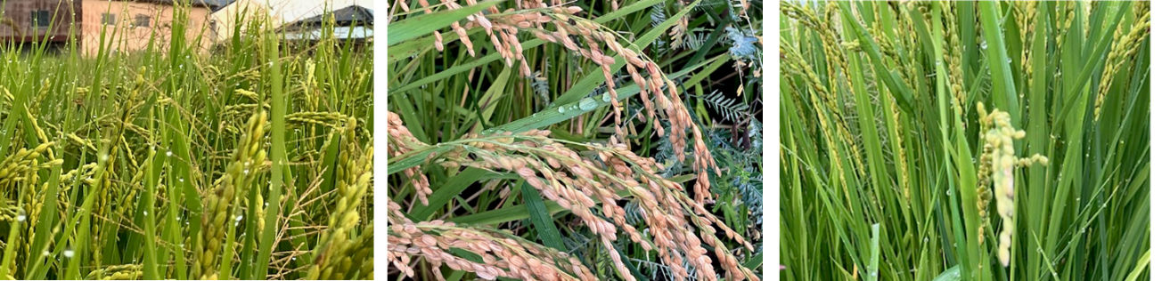 9月7日（日曜日）の画像