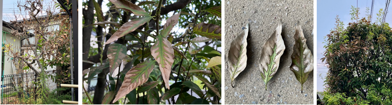 8月9日（土曜日）の画像