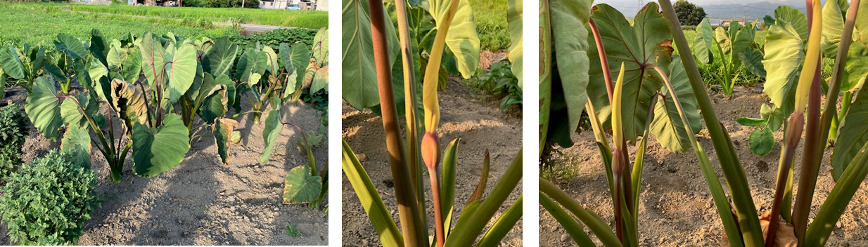 8月5日（火曜日）の画像