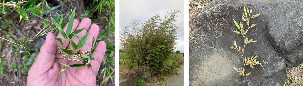 7月24日（木曜日）の画像