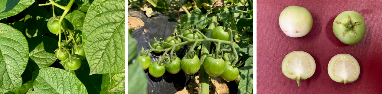 6月20日（金曜日）の画像