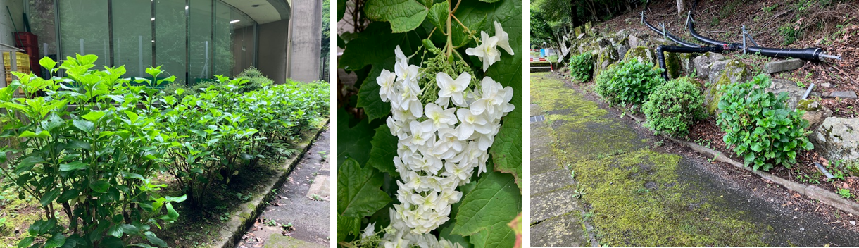 6月15日（日曜日）の画像1